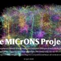 El proyecto MICrONS (Primer Mapa Cerebral)